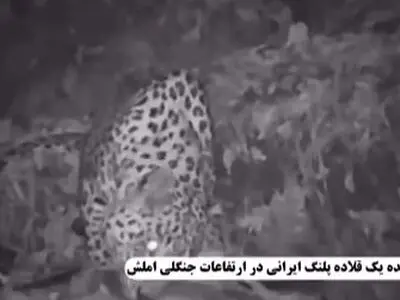 مشاهده پلنگ در ارتفاعات جنگلی املش + فیلم