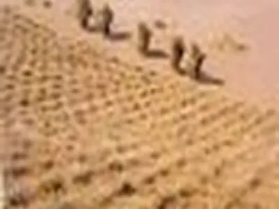 آبیاری پروژه نهالکاری ۸۴ هکتاری آران و بیدگل اجرایی می‌شود