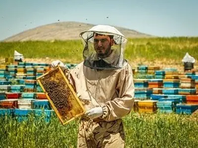 عرضه عسل تقلبی بلای جان تولیدکنندگان/ الزام بر معافیت عسل از پرداخت ارزش افزوده