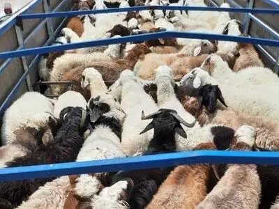 کشف  ۲۸ رأس احشام فاقد مجوز حمل
