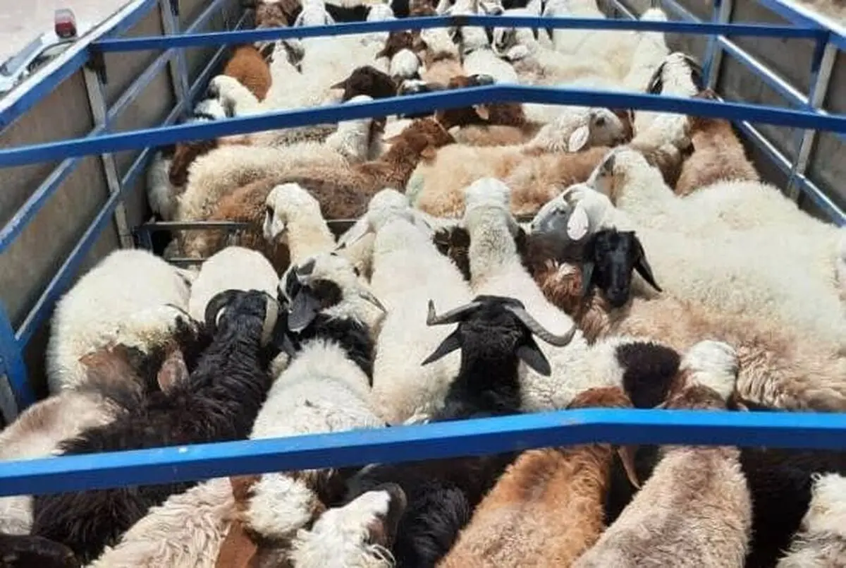 کشف  ۲۸ رأس احشام فاقد مجوز حمل