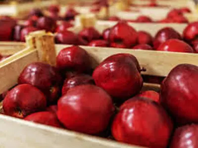 ۶۴۰ هزار تن سیب در سردخانه های آذربایجان غربی وجود دارد/مشکلی در صادرات سیب وجود ندارد