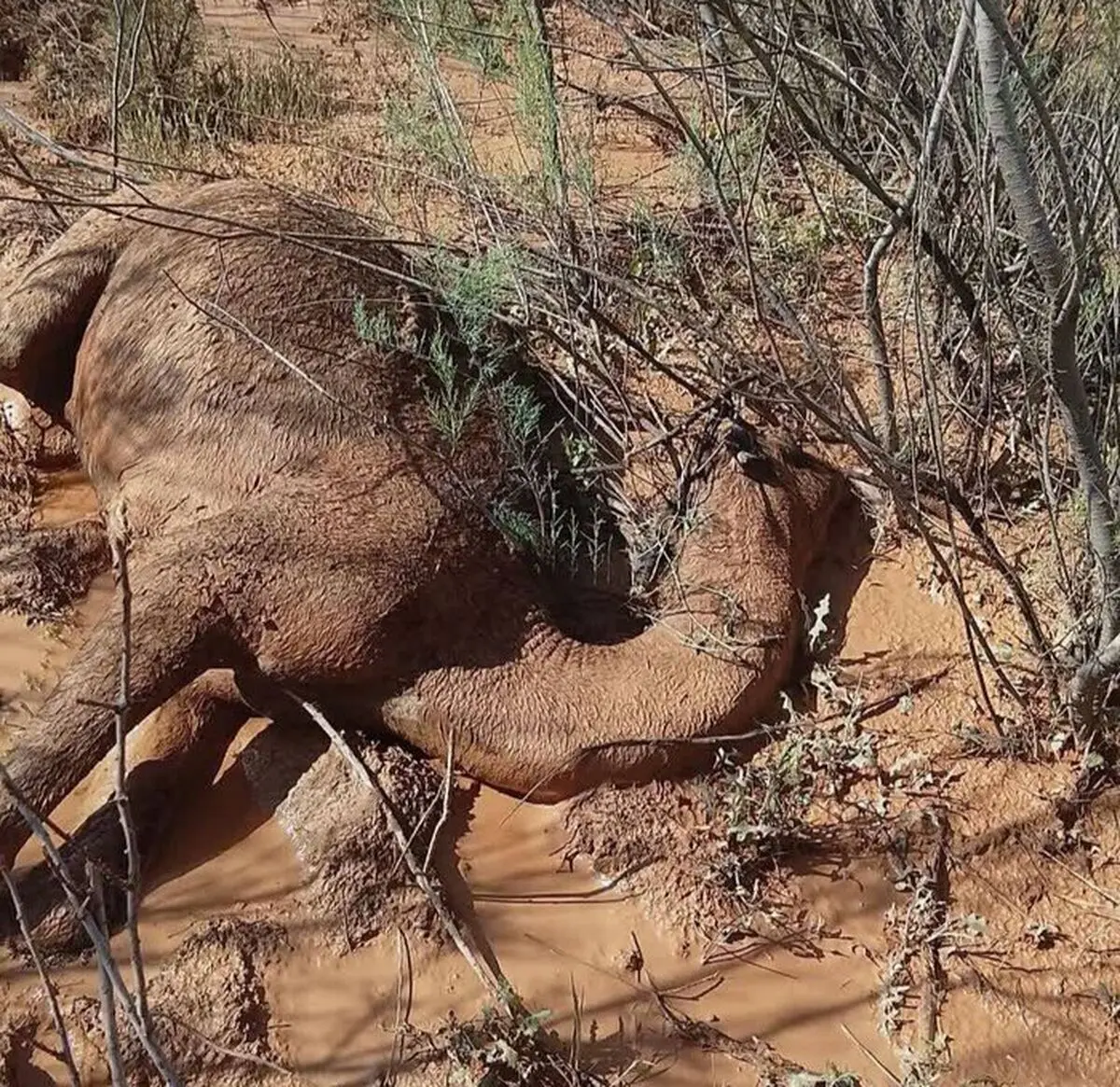 تلف شدن 90 شتر در سیلاب شهرستان دهلران / خسارت 300 میلیارد ریالی به دام‌داران