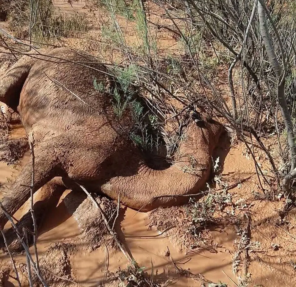 تلف شدن 90 شتر در سیلاب شهرستان دهلران / خسارت 300 میلیارد ریالی به دام‌داران