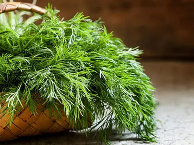 خواص شگفت‌انگیز شوید برای افراد دیابتی