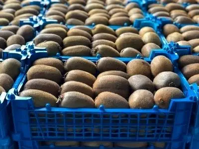 صادرات قابل‌توجه کیوی مازندران به بازارهای جهانی