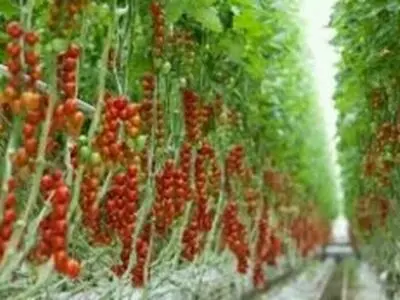 صدور جواز تاسیس 5 شهرک گلخانه ای بخش خصوصی / ایجاد اشتغال فارغ التحصیلان کشاورزی با هدف تولید ثروت و افزایش بهره وری
