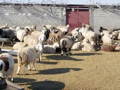 اجرای طرح های اصلاح نژاد دام روستایی در مازندران
