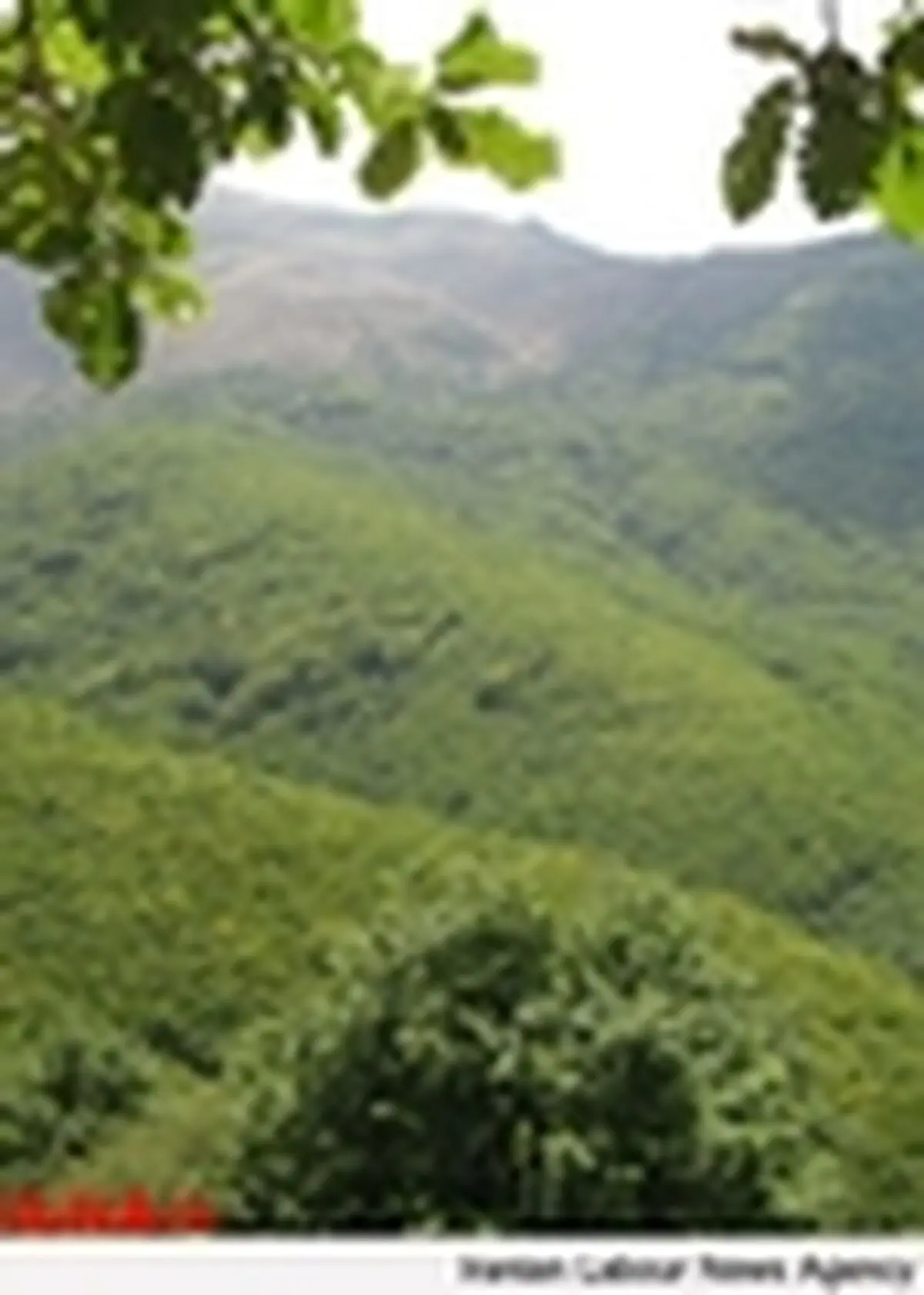 دستگیری چهار شکارچی غیر مجاز