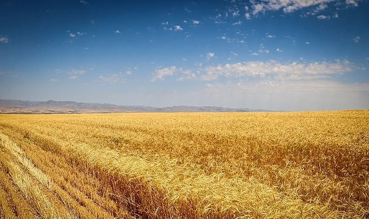 ۳۰ هزار تن گندم از کشاورزان گلستانی خریداری شده است
