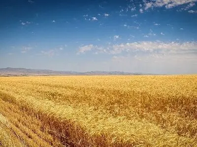 ۳۰ هزار تن گندم از کشاورزان گلستانی خریداری شده است