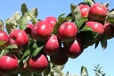 خسارت 35 درصدی سرمازدگی بر تولید سیب نهاوند