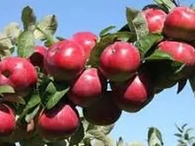 خسارت 35 درصدی سرمازدگی بر تولید سیب نهاوند