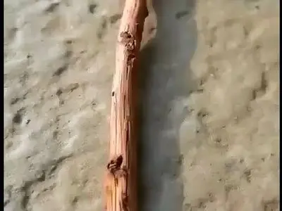 ۵۰۰۰ سال تحول؛ مسواک از دوران باستان تا عصر دیجیتال + فیلم