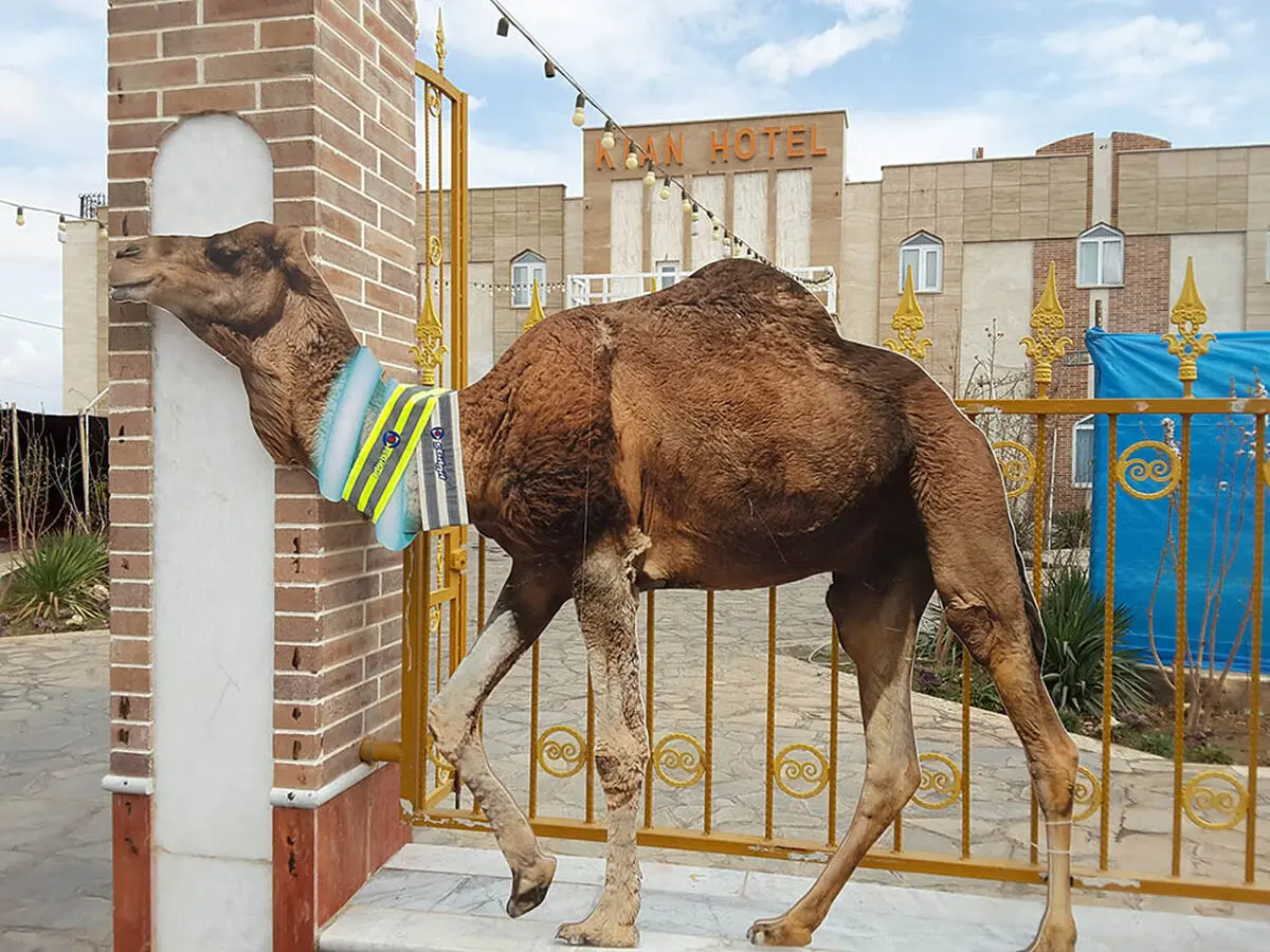 مشارکت کویر تایر در همایش ملی پرورش اقتصادی شتر در بشرویه