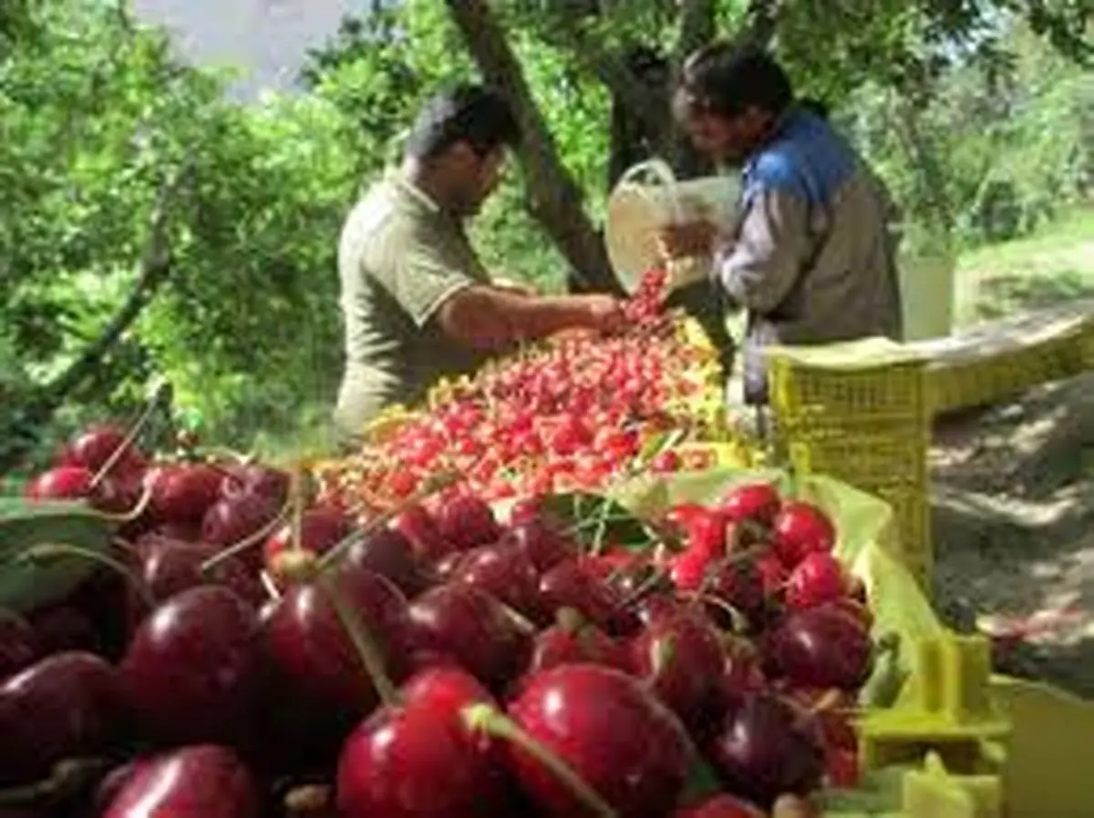 برداشت  ۸ هزار تُن گیلاس و آلبالو از باغات  لرستان 