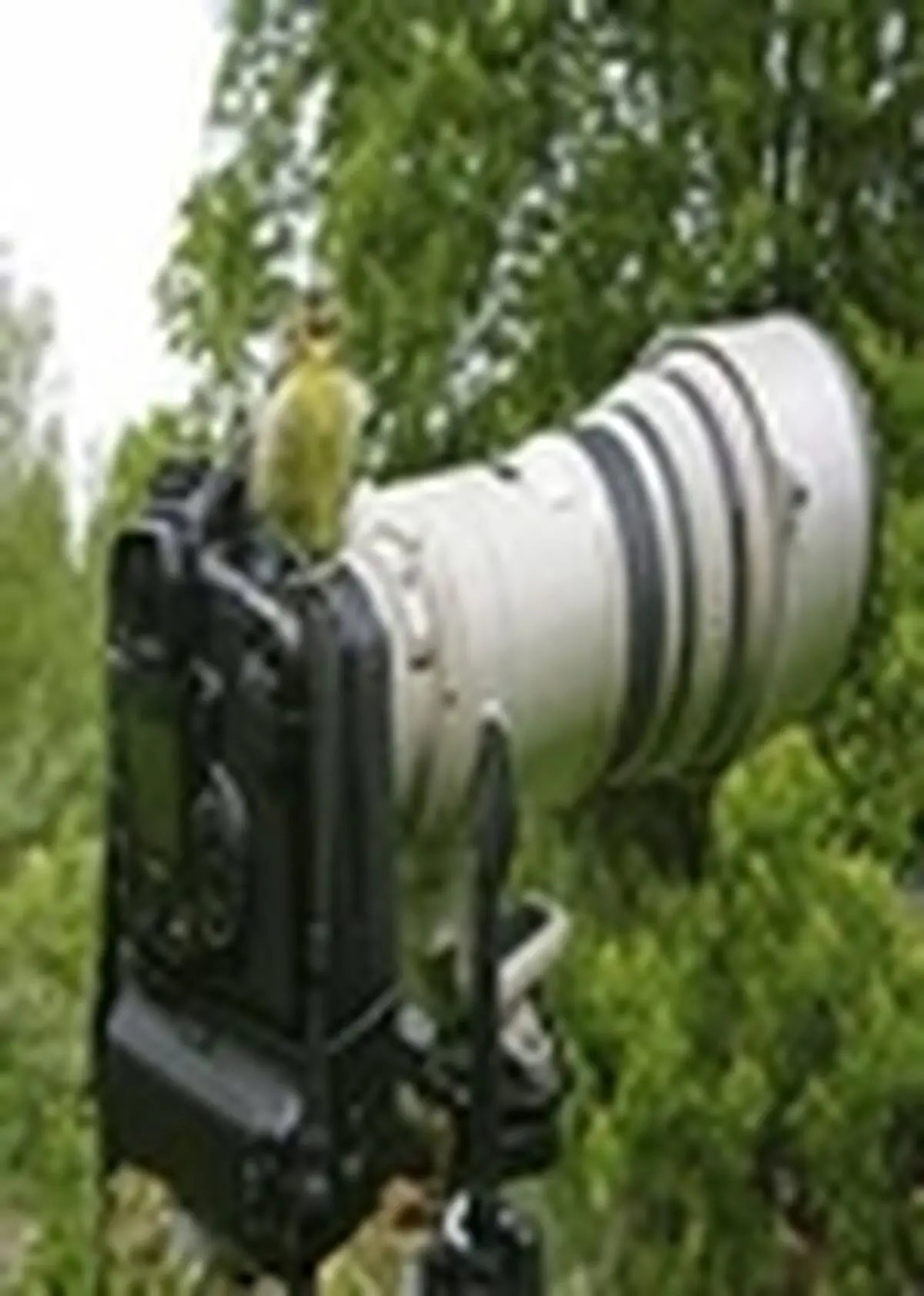 طبیعت استان البرز در قاب تصویر
