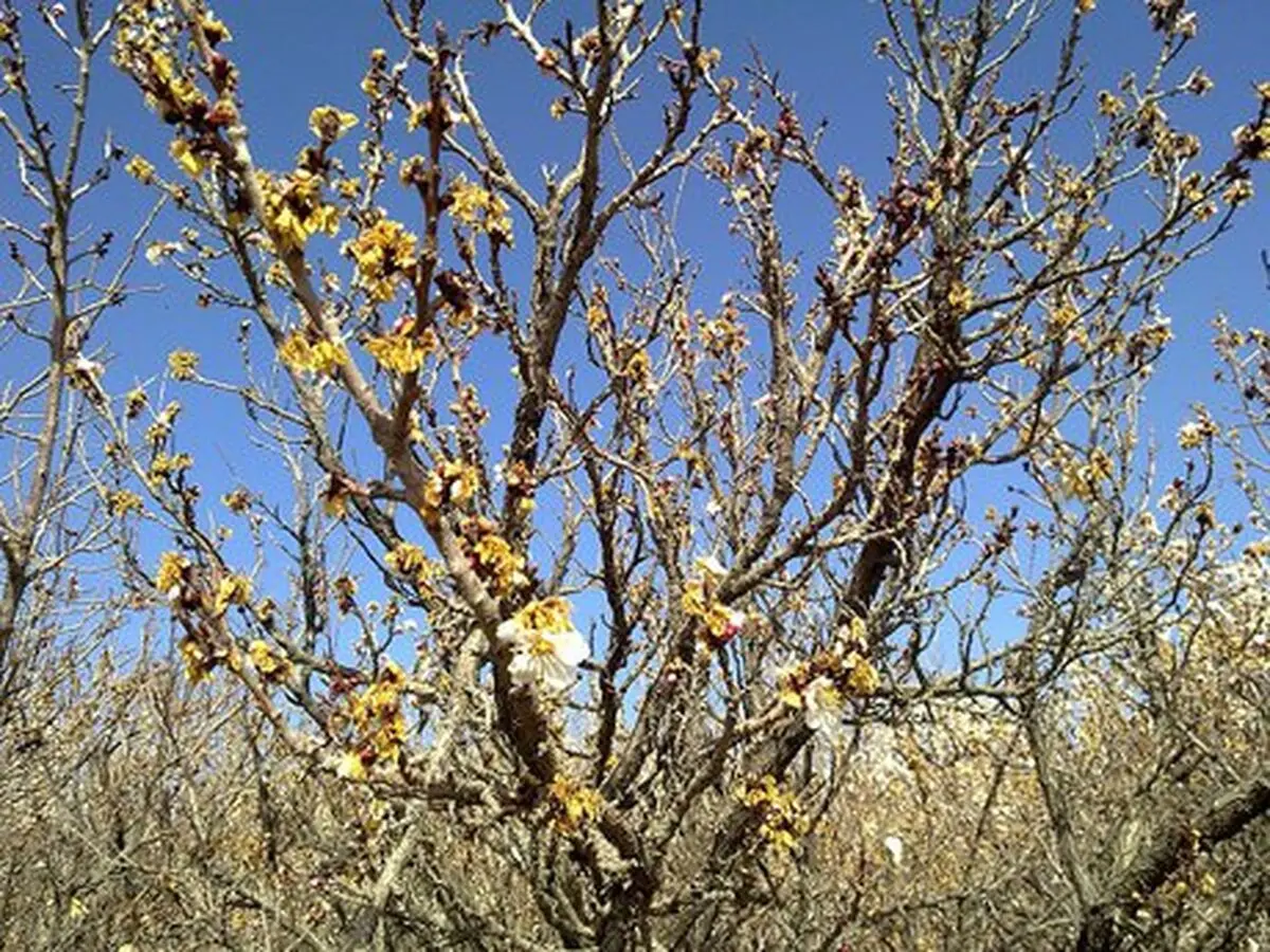 خسارت سرما به ۱۳ هزار هکتار باغ کردستان/ جبران خسارات وارده به باغداران و کشاورزان