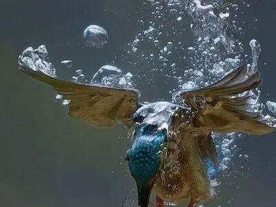 شکار ماهرانه پرنده ماهی‌خوار/عکس