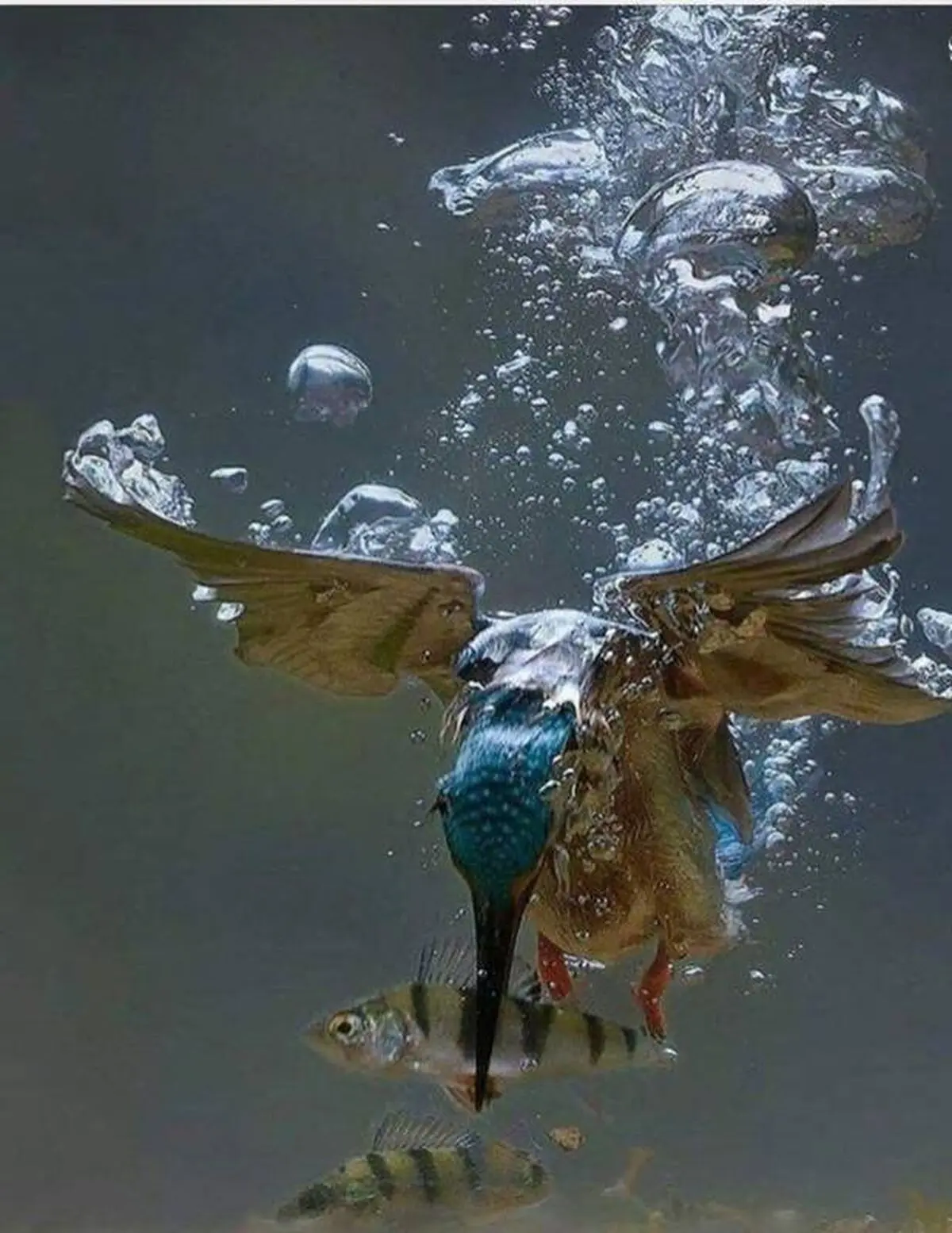 شکار ماهرانه پرنده ماهی‌خوار/عکس