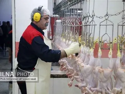 تعهد دولت برای تولید ۲ میلیون و ۸۰۰ هزار تن گوشت مرغ در سال جاری