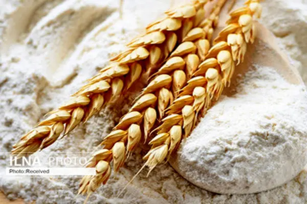 خرید تضمینی 423 هزارتن گندم کشاورزان زنجانی در سال 1402