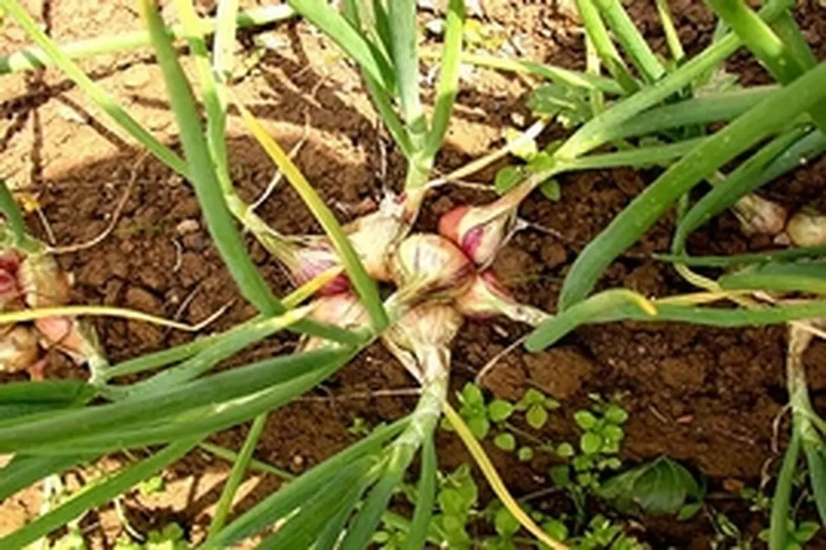 گیاه دارویی موسیر از اراضی زراعی شهرستان کنگاور برداشت شد