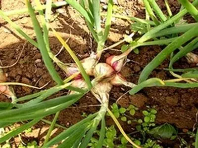 گیاه دارویی موسیر از اراضی زراعی شهرستان کنگاور برداشت شد