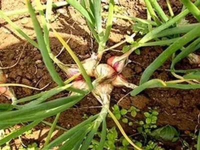 گیاه دارویی موسیر از اراضی زراعی شهرستان کنگاور برداشت شد