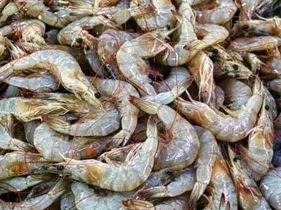 ۸۰ درصد میگوی گمیشان به کشورهای مختلف صادر می‌شود