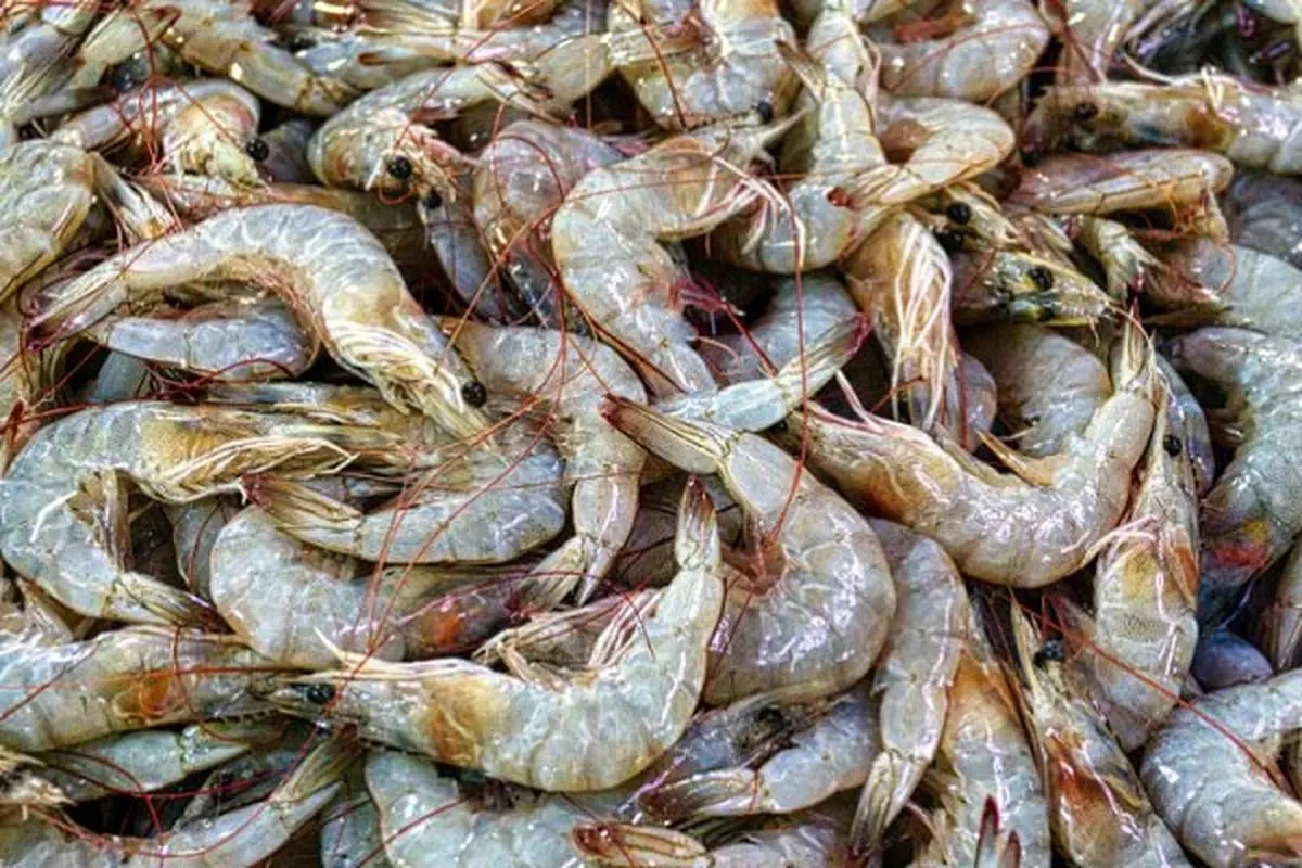 ۸۰ درصد میگوی گمیشان به کشورهای مختلف صادر می‌شود