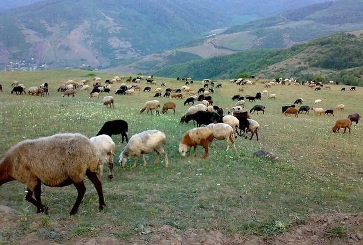 خروج ۷۰۰ رأس دام غیر مجاز از مراتع رشتخوار