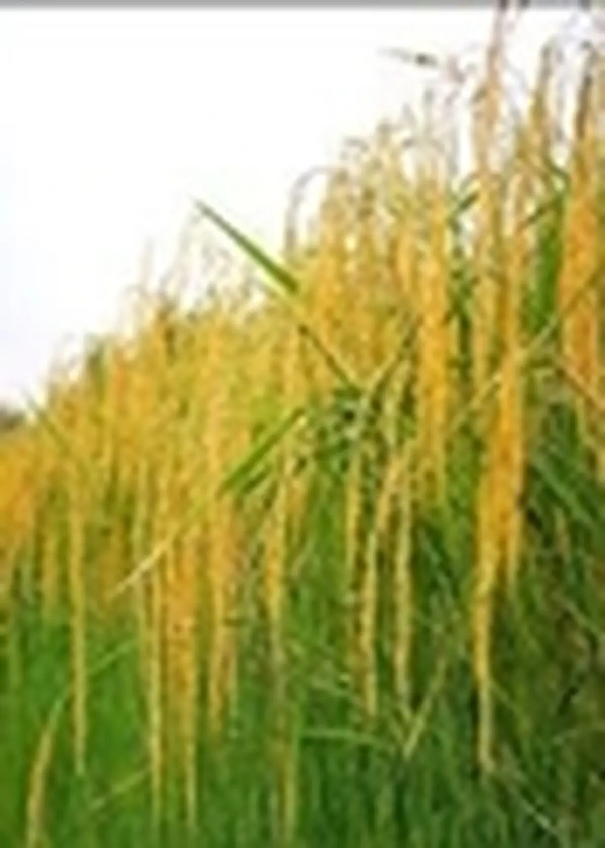 کاهش ۶۰ درصدی پرورش راتون در گیلان