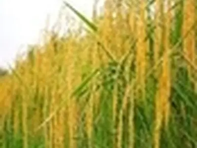 کاهش ۶۰ درصدی پرورش راتون در گیلان