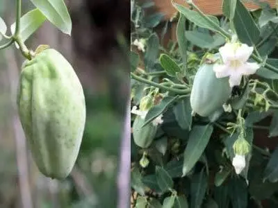 آروجیا گیاهی زیبا اما تهدیدی برای نابودی جنگل ها