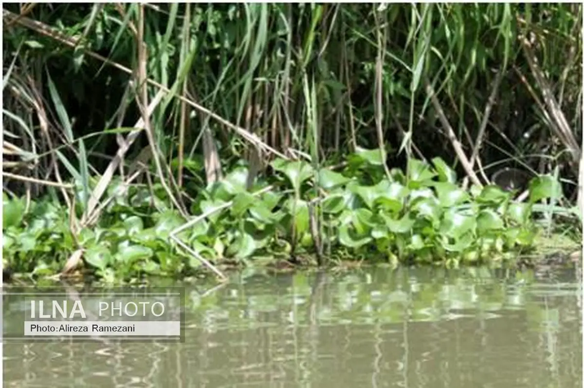 مشارکت زندانیان گیلان در پاکسازی تالاب انزلی 