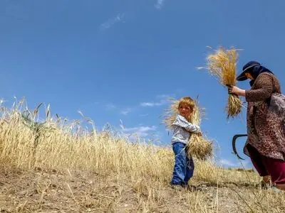 خرید تضمینی گندم از ۸ میلیون تن گذشت/ افزایش ۳۰ درصدی خرید گندم نسبت به سال گذشته