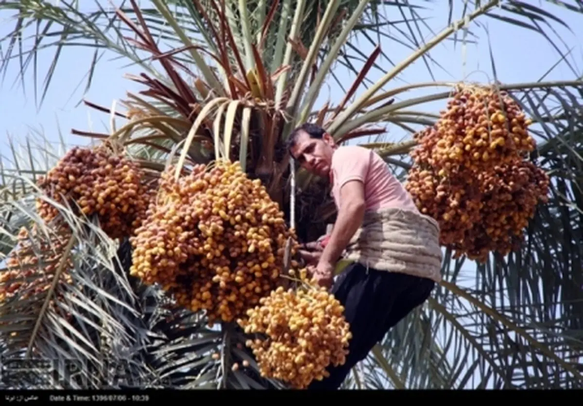 آغاز برداشت خرما از نخیلات شهرستان قصرشیرین