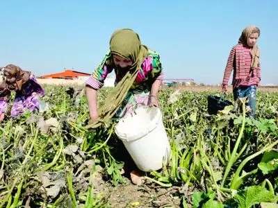 تغییرات اقلیمی و افزایش روزافزون کودکان کار در بخش کشاورزی