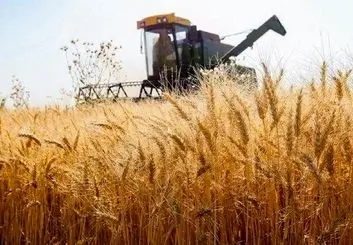 پیش‌بینی تولید 330 هزار تن گندم در استان مرکزی 
