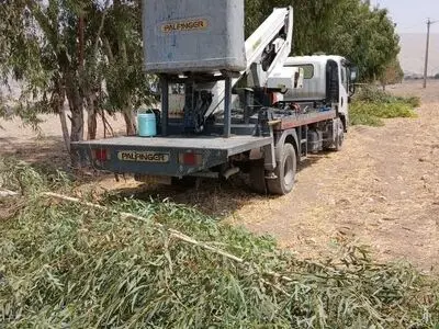 قلع و قم غیرقانونی ۵۰ اصله درخت در ایذه توسط شرکت توزیع برق/ تشکیل پرونده قضایی برای متخلفین + فیلم