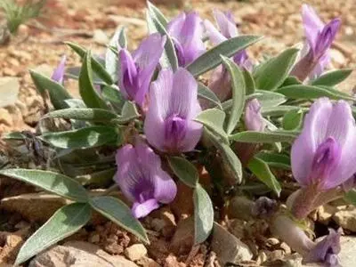 قیمت عسل طبیعی در سال 1400 و خرید عسل شهد سهند