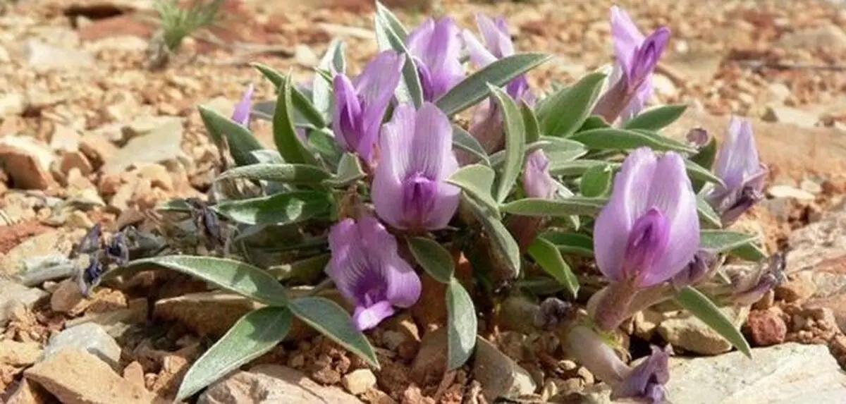 قیمت عسل طبیعی در سال 1400 و خرید عسل شهد سهند