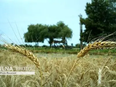 کاهش ۱.۷ درصدی بیکاری در تابستان/ بارش‌ها به داد بیکاران رسید
