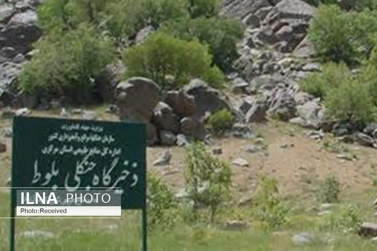  ۴ ذخیره گاه جنگلی جدید در قزوین شناسایی شد