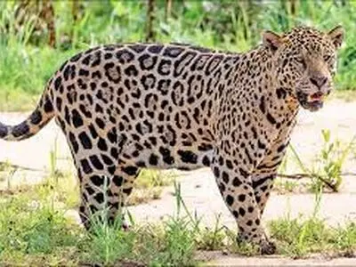 واکنش دیدنی جگوار در مواجهه با آینه/فیلم