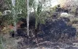 آتش‌سوزی در پارک کلانتر تبریز