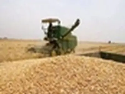 خرید تضمینی گندم در استان تهران ۱۰ برابر شد
