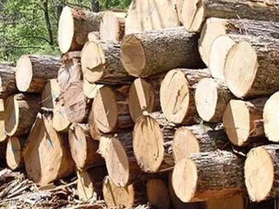 کشف ۱۸۰ تن چوب جنگلی قاچاق در عباس‌آباد مازندران 