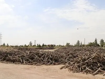 کشف ۴۷ تن چوب قاچاق جنگل‌های زاگرس در استان اصفهان طی ۶ ماه